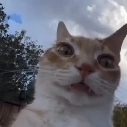 Figurinha de Gatos. | @illvocano  𝐇aki. para WhatsApp (10 de 16)