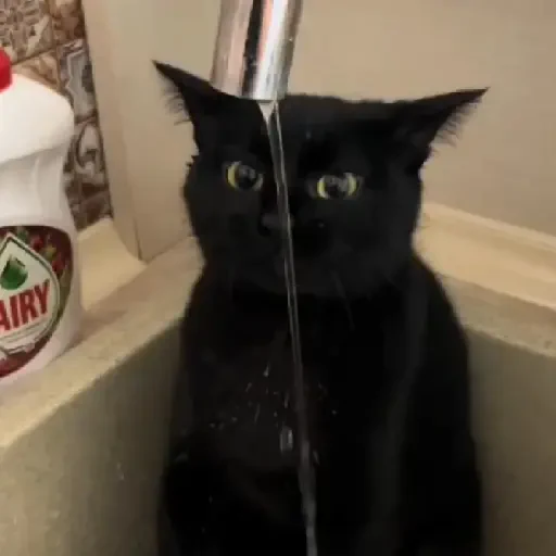 Figurinha de Gatos. | @illvocano  𝐇aki. para WhatsApp (12 de 16)