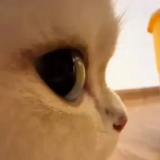Figurinha de Gatos. | @illvocano  𝐇aki. para WhatsApp (13 de 16)
