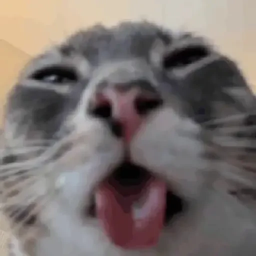 Figurinha de Gatos. | @illvocano  𝐇aki. para WhatsApp (14 de 16)