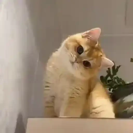 Figurinha de Gatos. | @illvocano  𝐇aki. para WhatsApp (15 de 16)