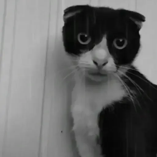 Figurinha de Gatos. | @illvocano  𝐇aki. para WhatsApp (16 de 16)