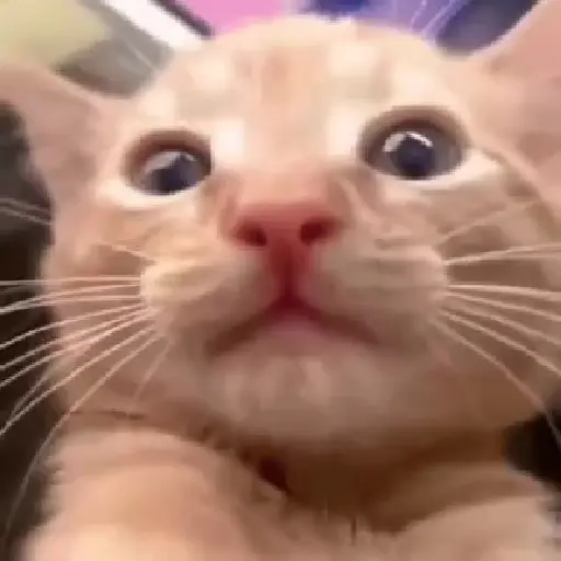 Figurinhas de Gatos. | @illvocano  𝐇aki. para WhatsApp