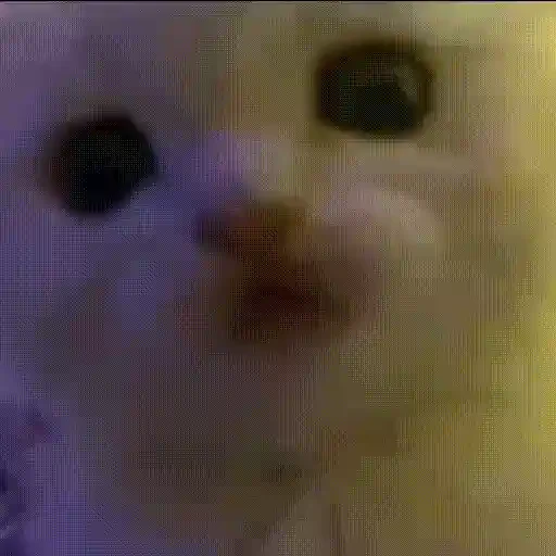 Figurinha de Gatos lindos 🐱💕✨ (2 de 15)