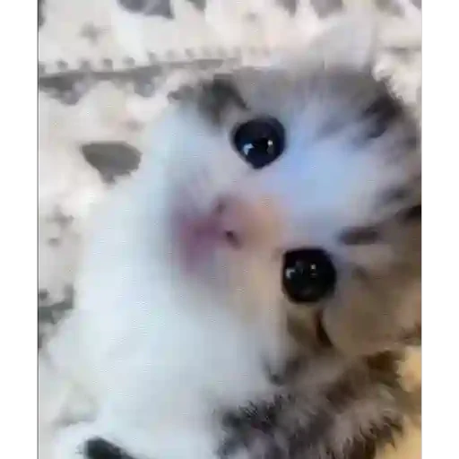 Figurinha de Gatos lindos 🐱💕✨ (3 de 15)