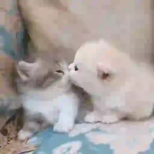 Figurinha de Gatos lindos 🐱💕✨ (4 de 15)