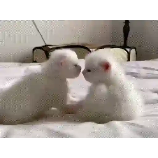 Figurinha de Gatos lindos 🐱💕✨ (6 de 15)