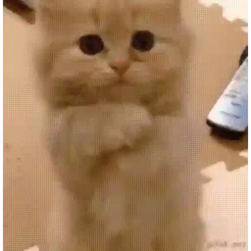 Figurinha de Gatos lindos 🐱💕✨ (8 de 15)
