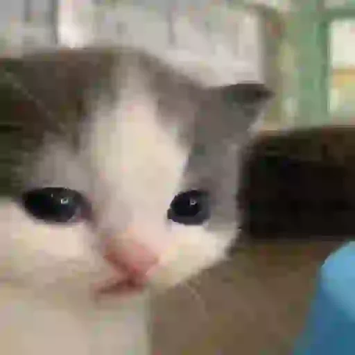 Figurinha de Gatos lindos 🐱💕✨ (9 de 15)