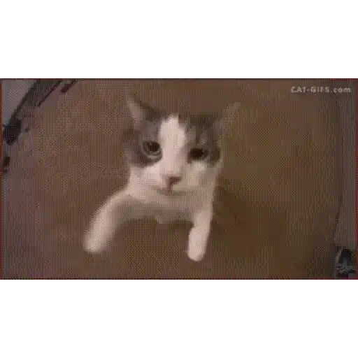 Figurinha de Gatos lindos 🐱💕✨ (10 de 15)
