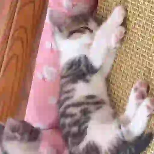 Figurinha de Gatos lindos 🐱💕✨ (11 de 15)