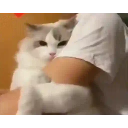 Figurinha de Gatos lindos 🐱💕✨ (12 de 15)