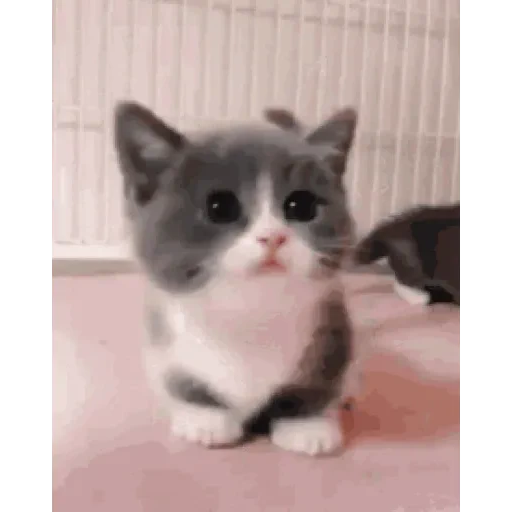 Figurinha de Gatos lindos 🐱💕✨ (13 de 15)