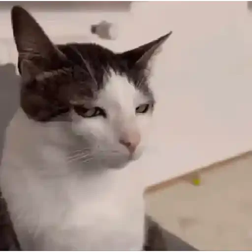 Figurinha de Gatos loucos 🐈 para WhatsApp (2 de 15)