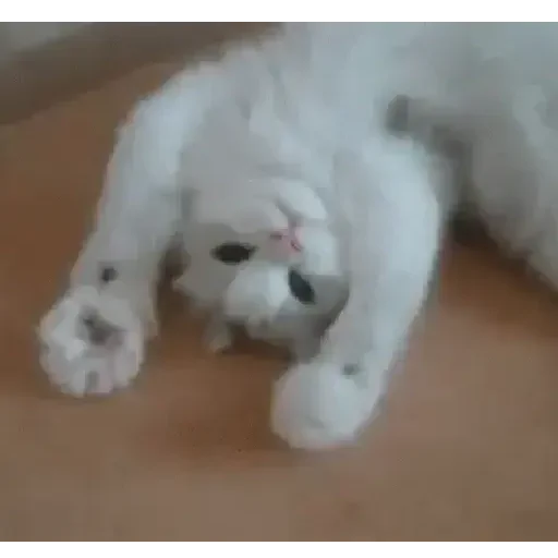Figurinha de Gatos loucos 🐈 para WhatsApp (5 de 15)
