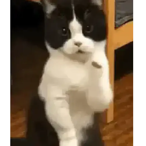 Figurinha de Gatos loucos 🐈 para WhatsApp (8 de 15)