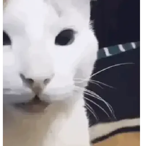 Figurinha de Gatos loucos 🐈 para WhatsApp (9 de 15)