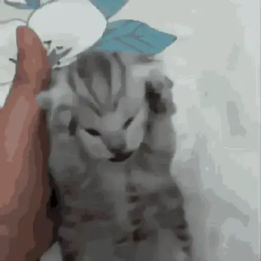 Figurinha de Gatos loucos 🐈 para WhatsApp (10 de 15)