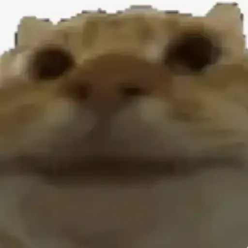 Figurinha de Gatos loucos 🐈 para WhatsApp (11 de 15)
