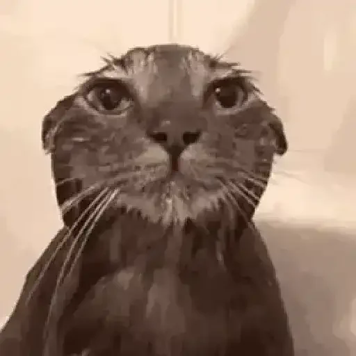 Figurinha de Gatos loucos 🐈 para WhatsApp (13 de 15)