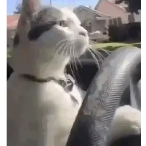 Figurinha de Gatos loucos 🐈 para WhatsApp (14 de 15)