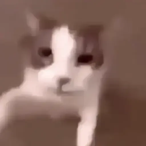 Figurinha de Gatos loucos 🐈 para WhatsApp (15 de 15)
