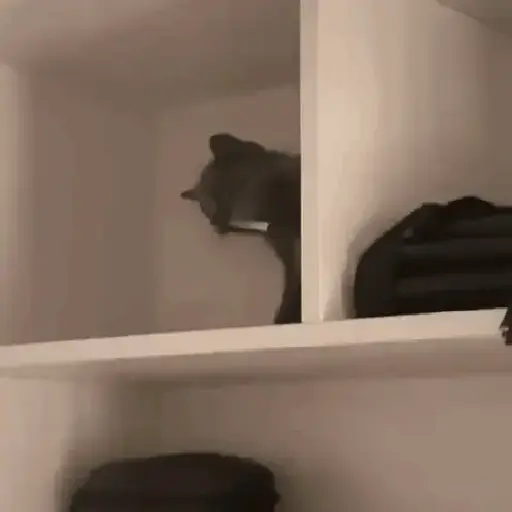 Figurinhas de Gatos loucos 🐈 para WhatsApp