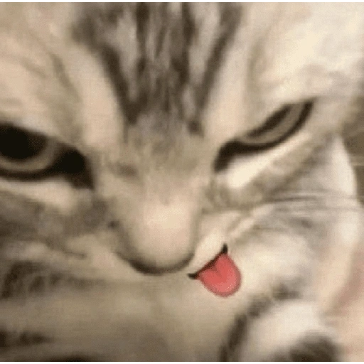 Figurinha de Gatos malucos ❤️🐈 (2 de 15)