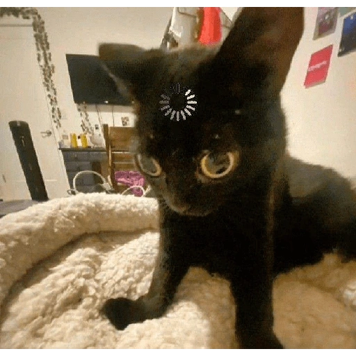 Figurinha de Gatos malucos ❤️🐈 (8 de 15)