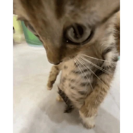 Figurinha de Gatos malucos ❤️🐈 (9 de 15)
