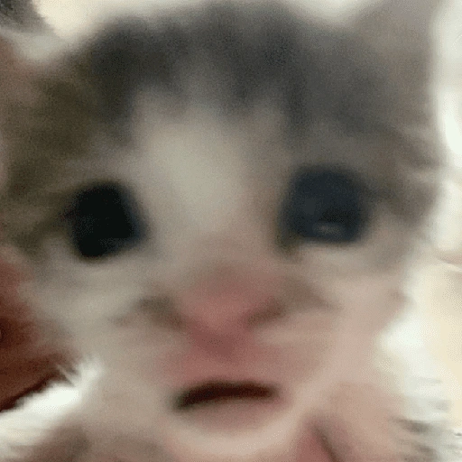 Figurinha de Gatos malucos ❤️🐈 (10 de 15)