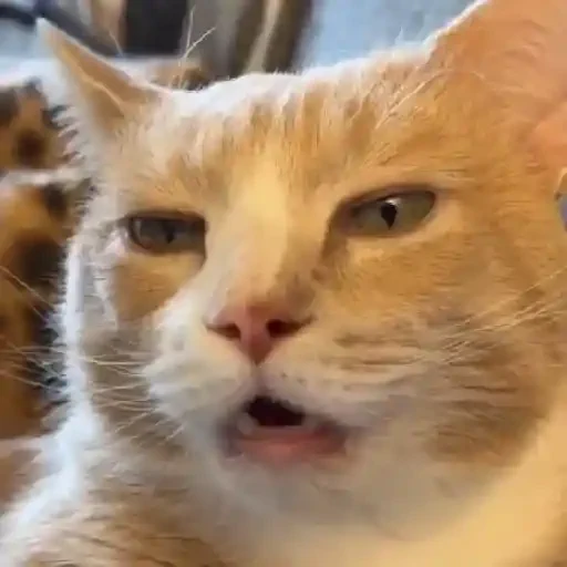 Figurinha de Gatos mix 🐱🐈 para WhatsApp (2 de 15)