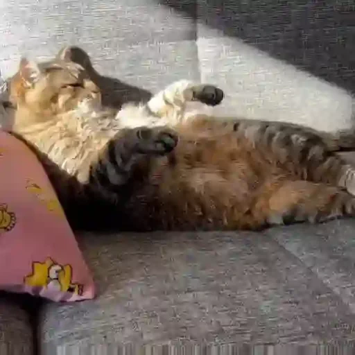 Figurinha de Gatos mix 🐱🐈 para WhatsApp (3 de 15)