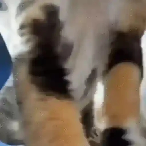 Figurinha de Gatos mix 🐱🐈 para WhatsApp (5 de 15)