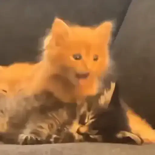 Figurinha de Gatos mix 🐱🐈 para WhatsApp (6 de 15)