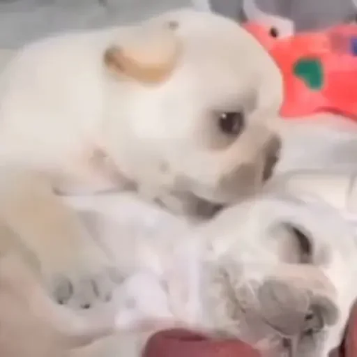 Figurinha de Gatos mix 🐱🐈 para WhatsApp (8 de 15)