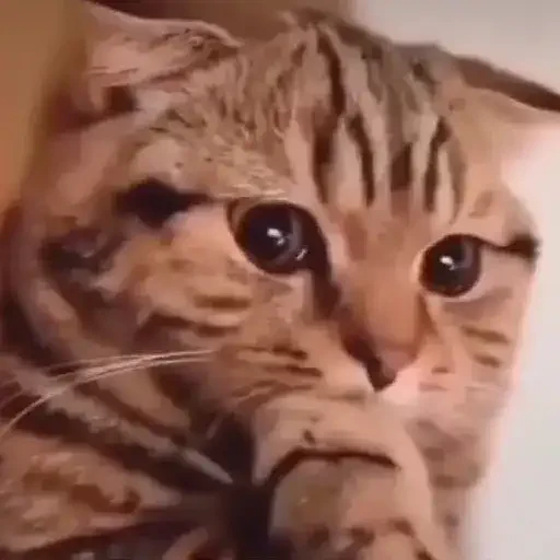 Figurinha de Gatos mix 🐱🐈 para WhatsApp (9 de 15)