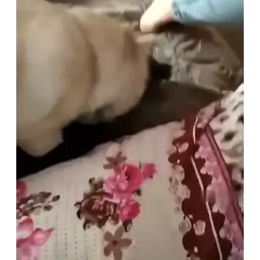 Figurinha de Gatos mix 🐱🐈 para WhatsApp (13 de 15)