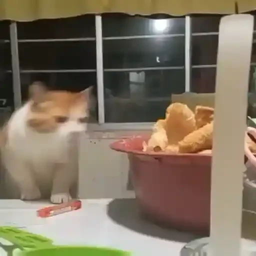 Figurinha de Gatos mix 🐱🐈 para WhatsApp (14 de 15)