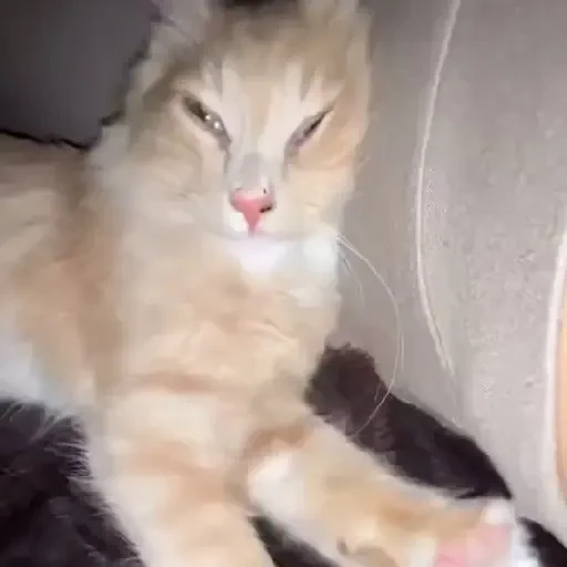 Figurinha de Gatos 🐱 (3 de 30)