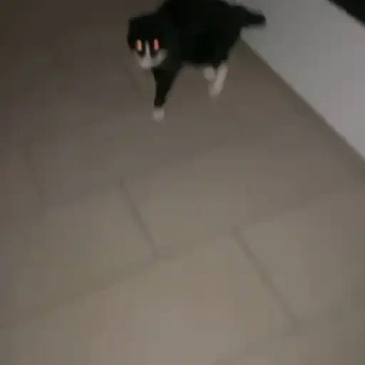 Figurinha de Gatos 🐱 (4 de 30)