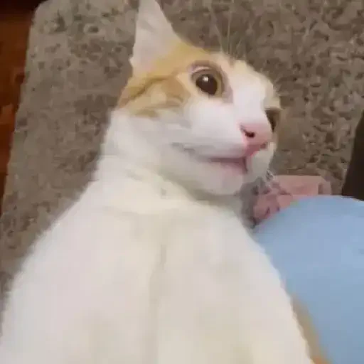 Figurinha de Gatos 🐱 (5 de 30)