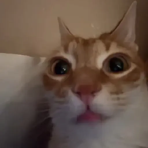 Figurinha de Gatos 🐱 (6 de 30)