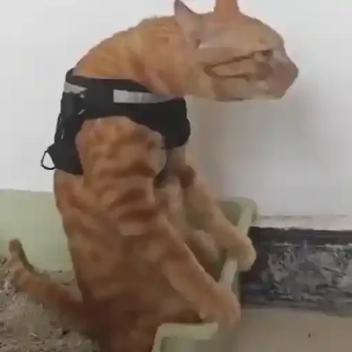 Figurinha de Gatos 🐱 (7 de 30)