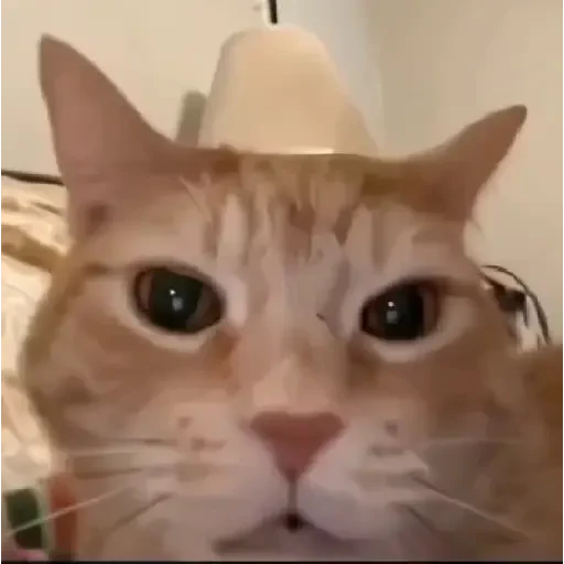Figurinha de Gatos 🐱 (8 de 30)
