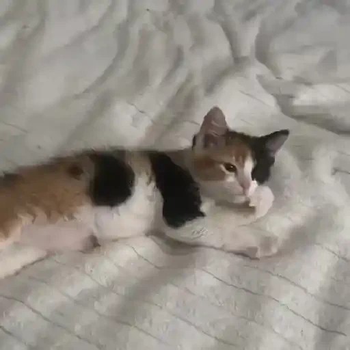 Figurinha de Gatos 🐱 (9 de 30)