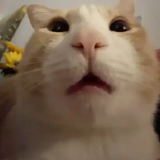 Figurinha de Gatos 🐱 (10 de 30)