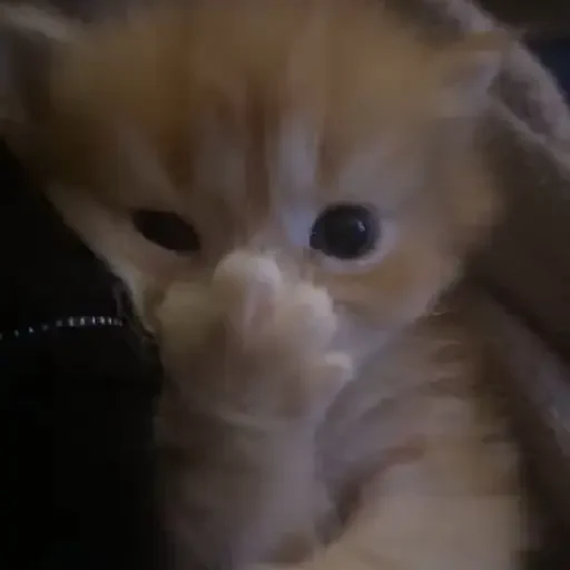 Figurinha de Gatos 🐱 (11 de 30)