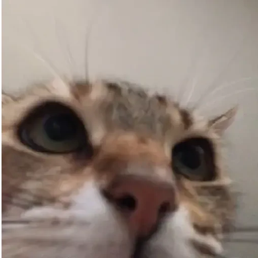 Figurinha de Gatos 🐱 (12 de 30)