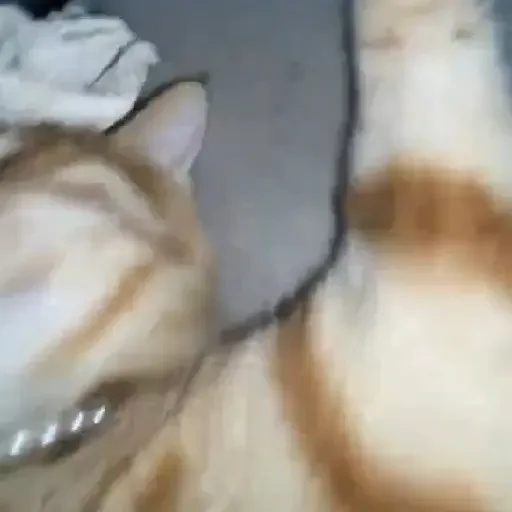 Figurinha de Gatos 🐱 (13 de 30)